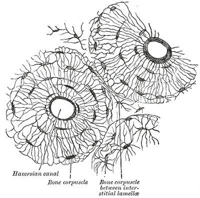 Fig. 77