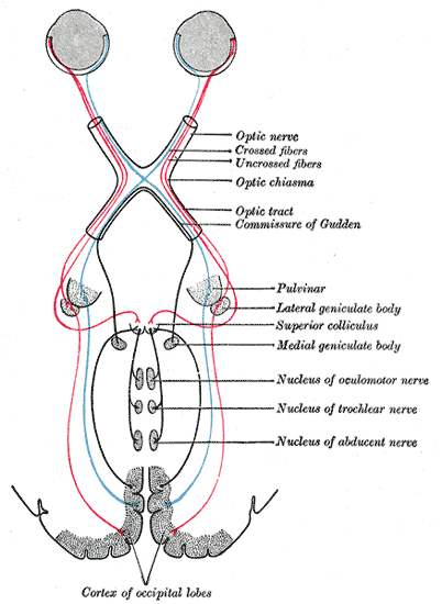 Fig. 774