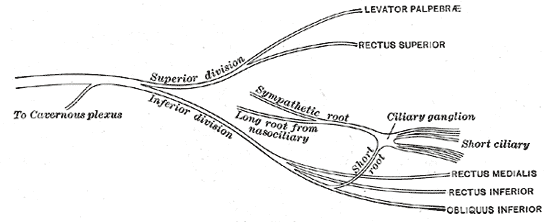 Fig. 775