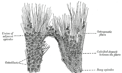Fig. 78