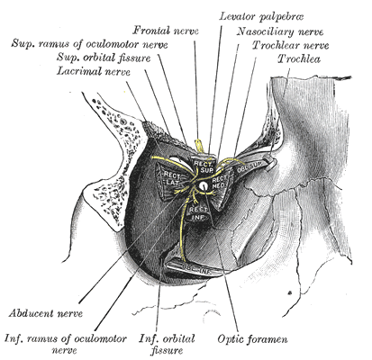 Fig. 787