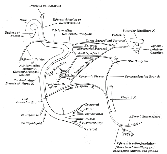 Fig. 788