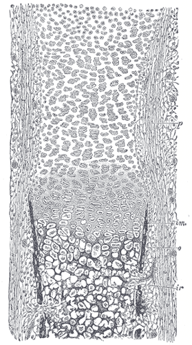 Fig. 79