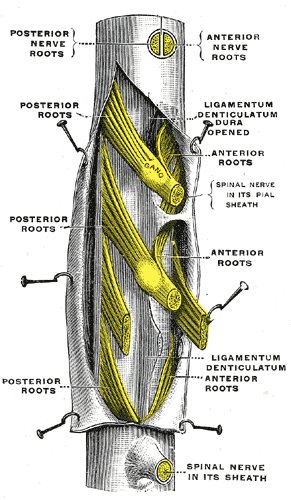 Fig. 796