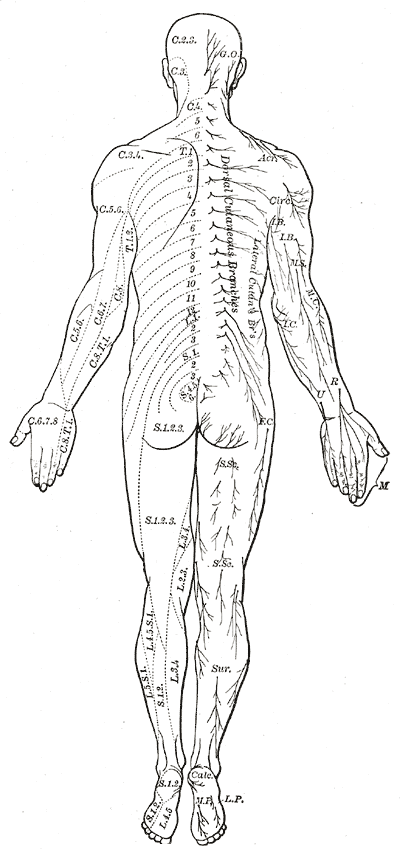 Fig. 798