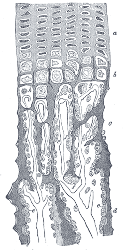 Fig. 80