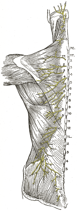 Fig. 801