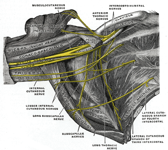 Fig. 809