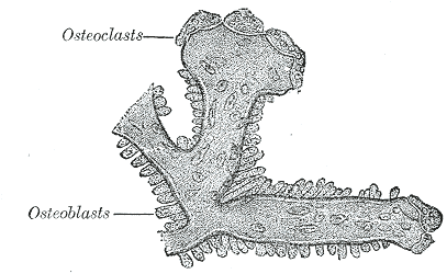 Fig. 81