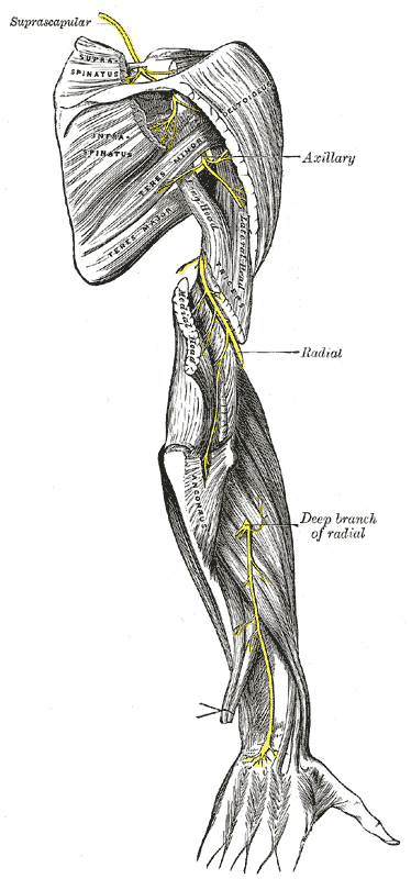 Fig. 818