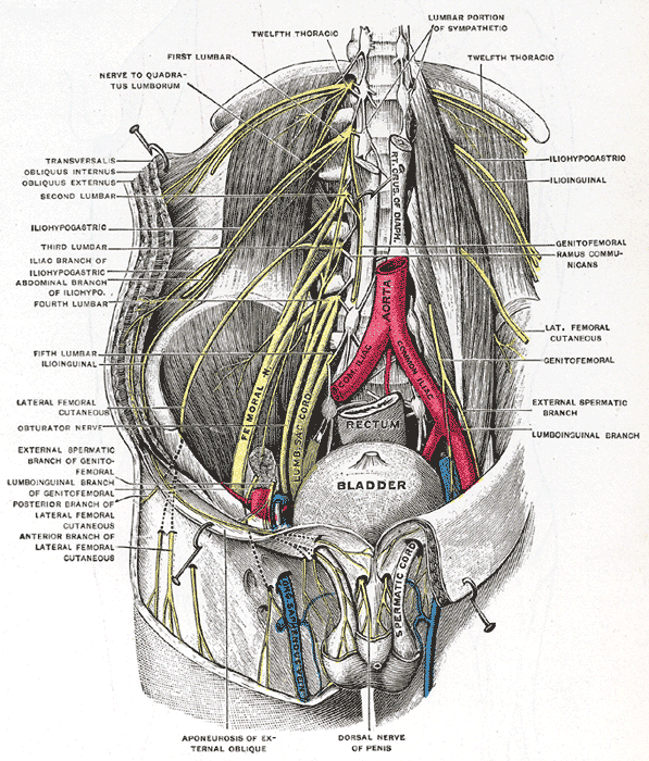 Fig. 824