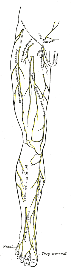 Fig. 825