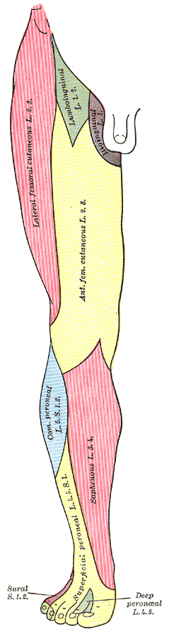 Fig. 826