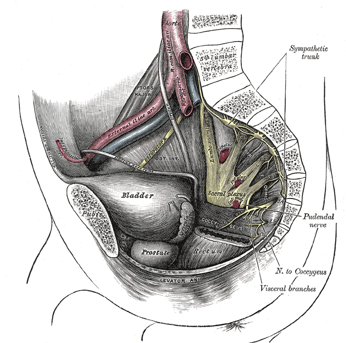 Fig. 829