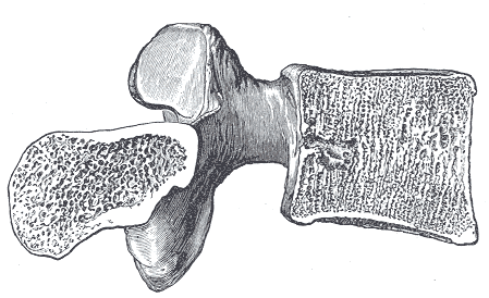 Fig. 83