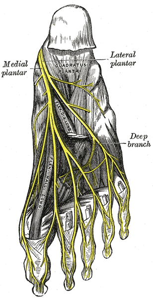 Fig. 833