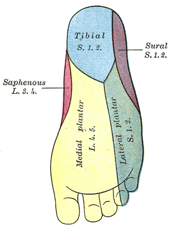 Fig. 834