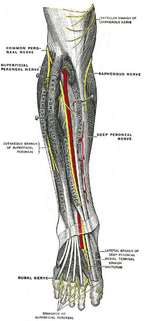 Fig. 835