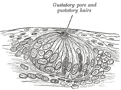 Fig. 851