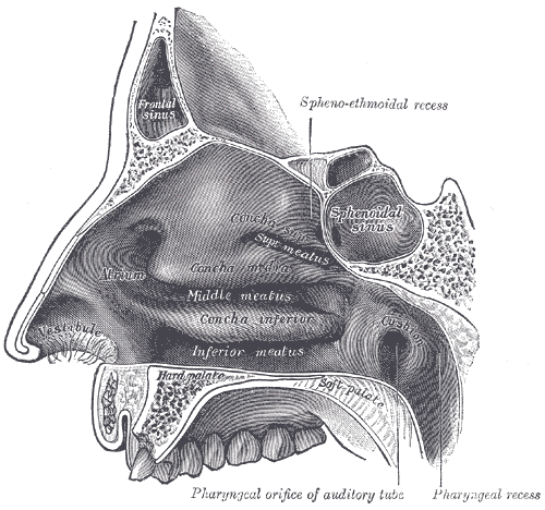 Fig. 855