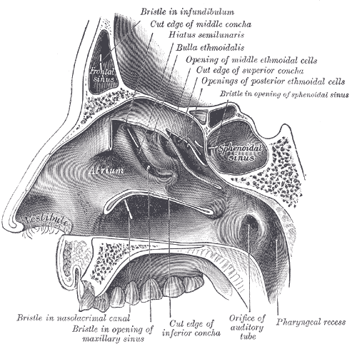 Fig. 856