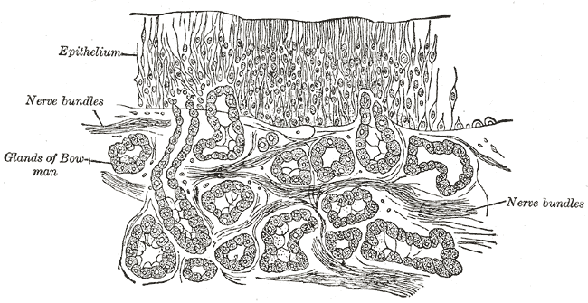 Fig. 857