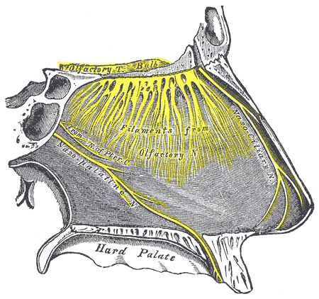 Fig. 858