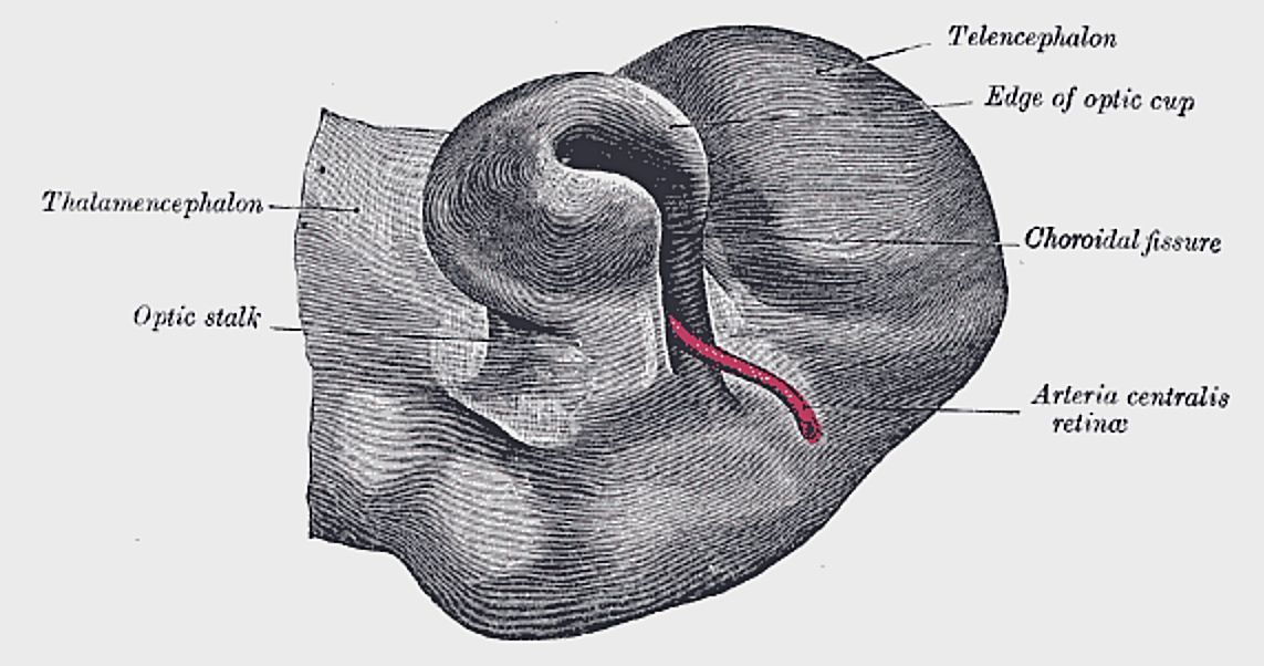 Fig. 865