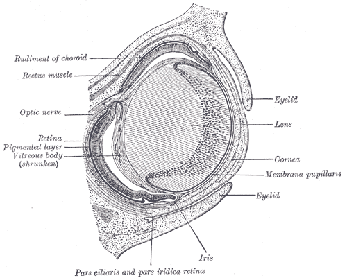 Fig. 866
