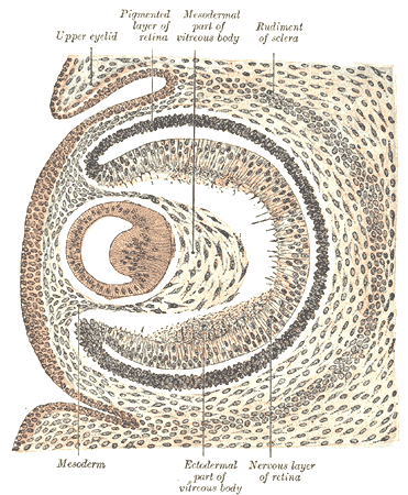 Fig. 867