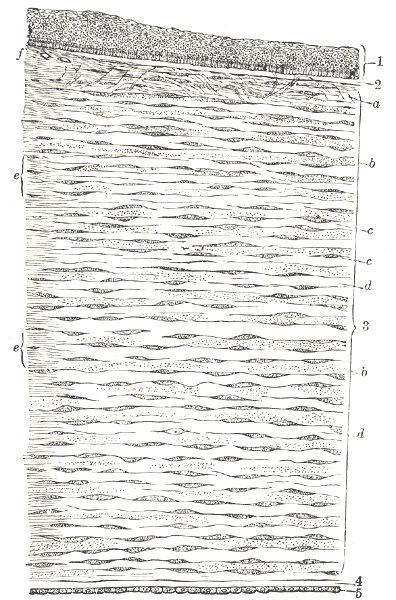 Fig. 871