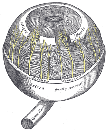 Fig. 872