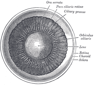 Fig. 875