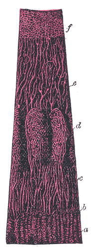 Fig. 876