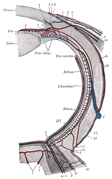 Fig. 877