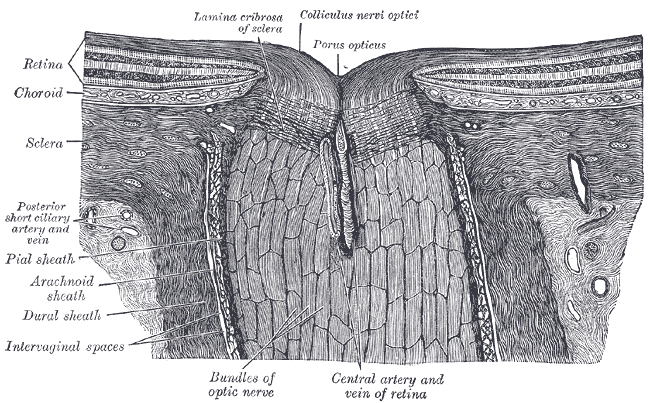 Fig. 880
