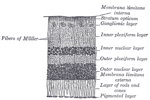 Fig. 881