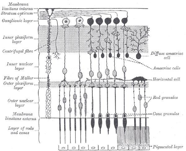 Fig. 882