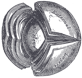 Fig. 884