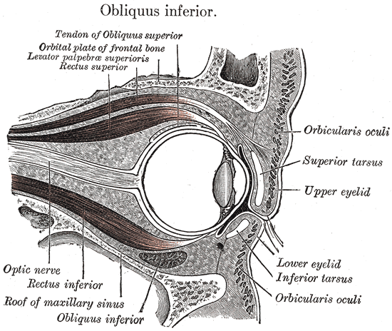 Fig. 888