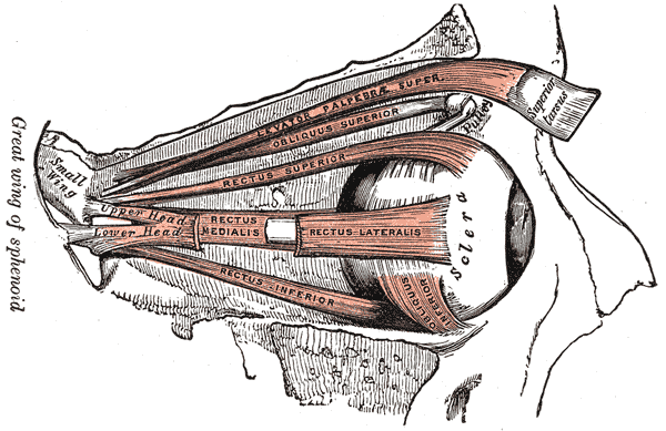 Fig. 889