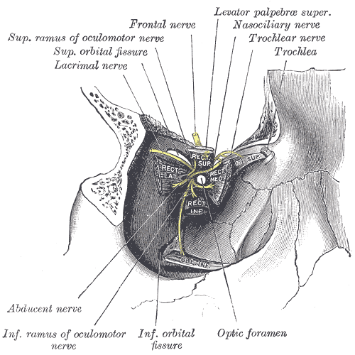Fig. 890