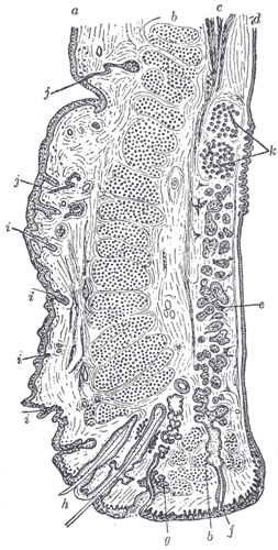 Fig. 893
