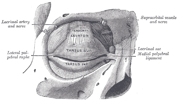 Fig. 894