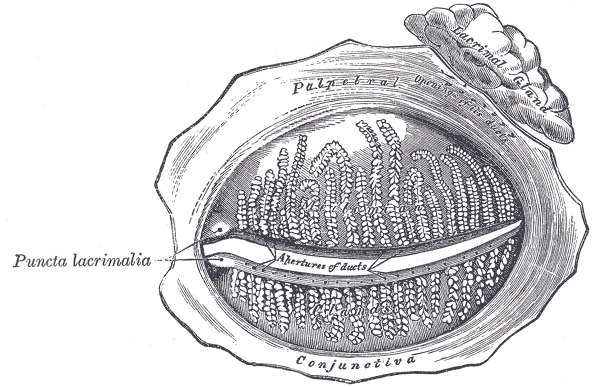 Fig. 895