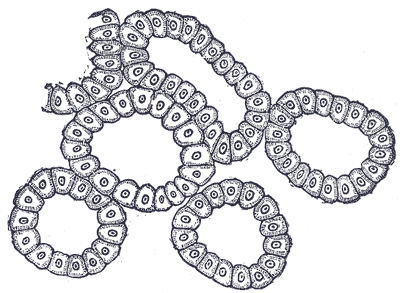 Fig. 897