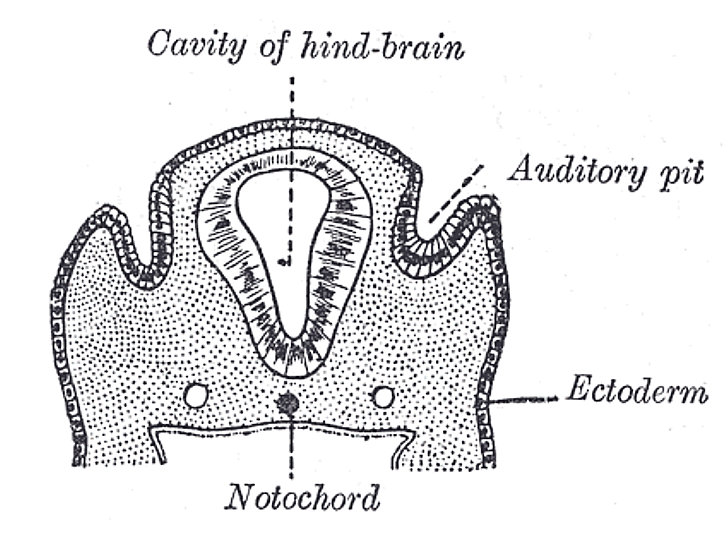 Fig. 898