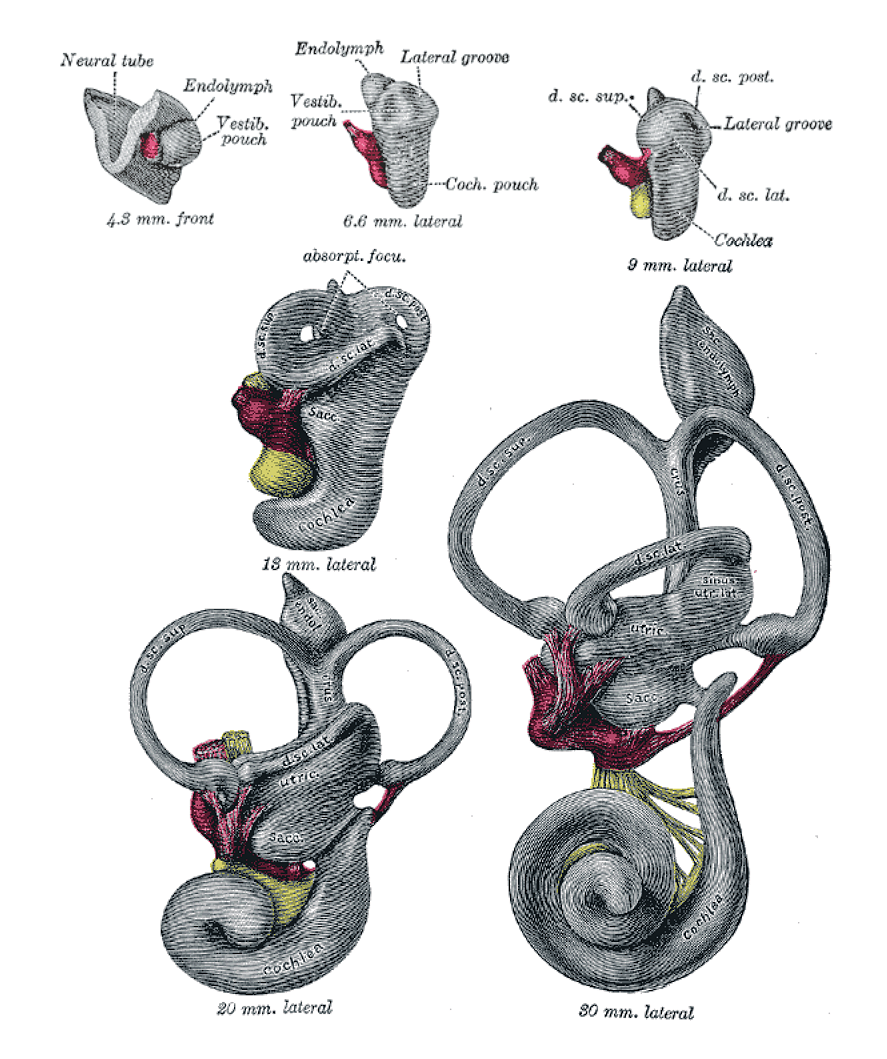 Fig. 900