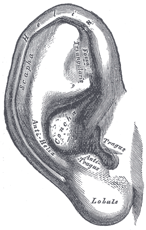 Fig. 904