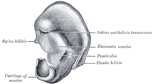 Fig. 905